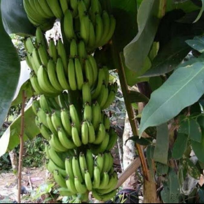 PREMIUM Bibit Tanaman Buah Pisang Cavendish Unggul Bisa Tabulampot