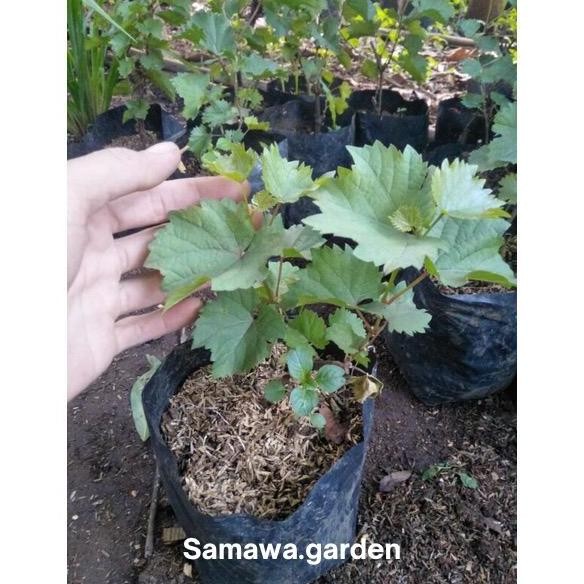 Bibit buah anggur moondrop PREMIUM