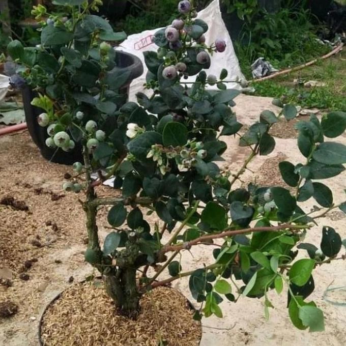 PREMIUM bibit tanaman buah blueberry / blueberry jamfruit cepat berbuah