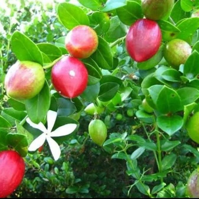 BIBIT TANAMAN BUAH NATAL PLUM HASIL CANGKOK / BUAH PLUM CANGKOK PREMIUM