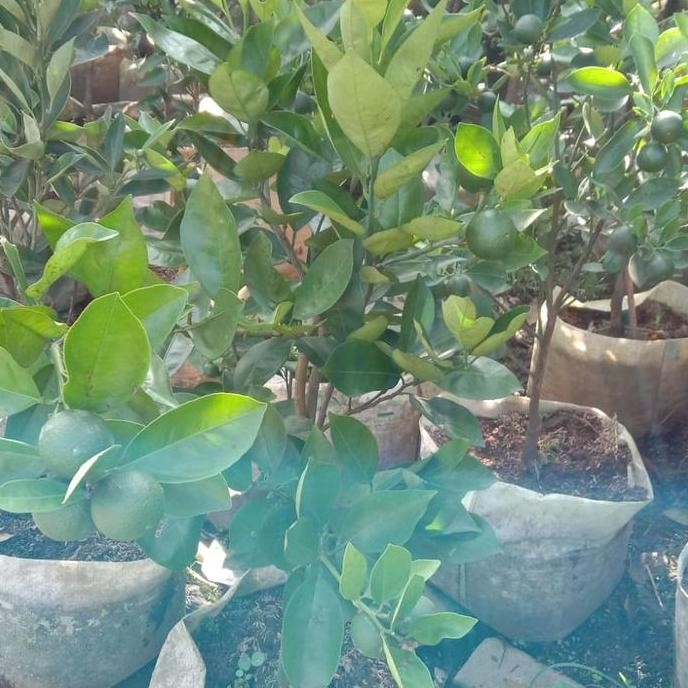 Bibit Pohon Jeruk Baby java berbuah/Pohon Jeruk Baby Java Full buah PREMIUM