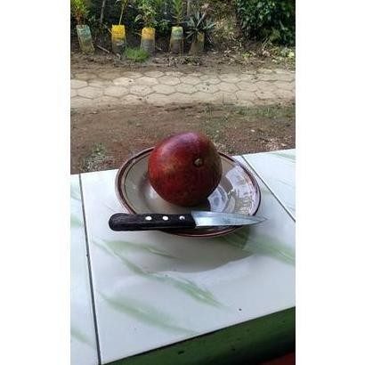 Bibit pohon buah delima merah Mesir jumbo PREMIUM