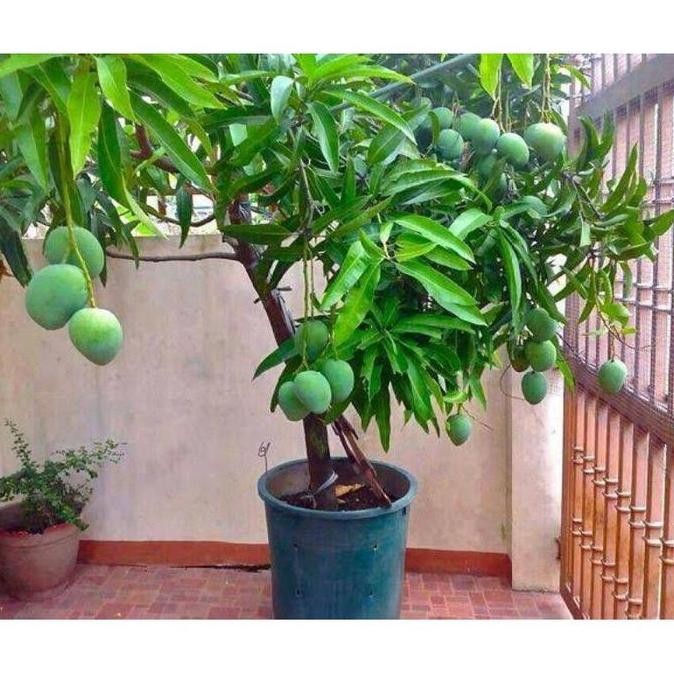 PREMIUM BIBIT TANAMAN POT BUAH MANGGA ALPUKAT