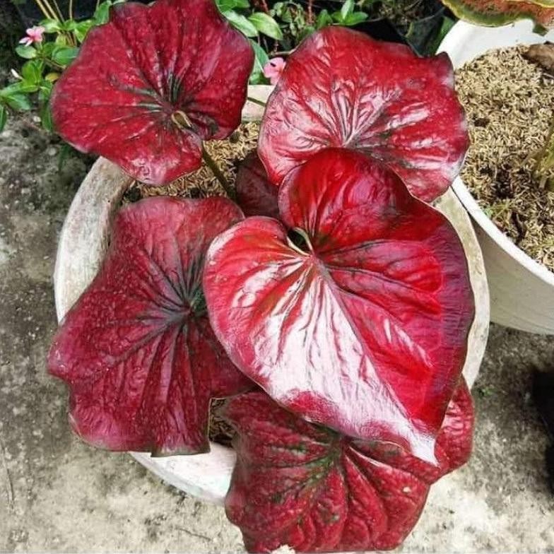 Berkualitas Tanaman Hias Caladium/Keladi Red Stardus (merah Minyak) MURAH