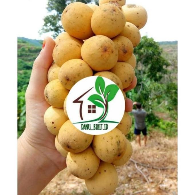 PREMIUM bibit buah duku Palembang/tanpa biji SUPER GB12