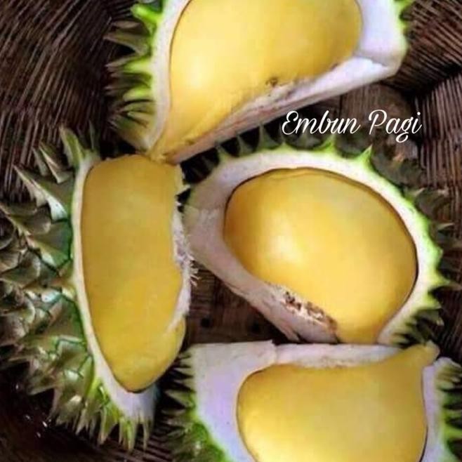 Bibit Tanaman Buah Durian Karatungan Durian Merah Durian Bor Hasil PREMIUM