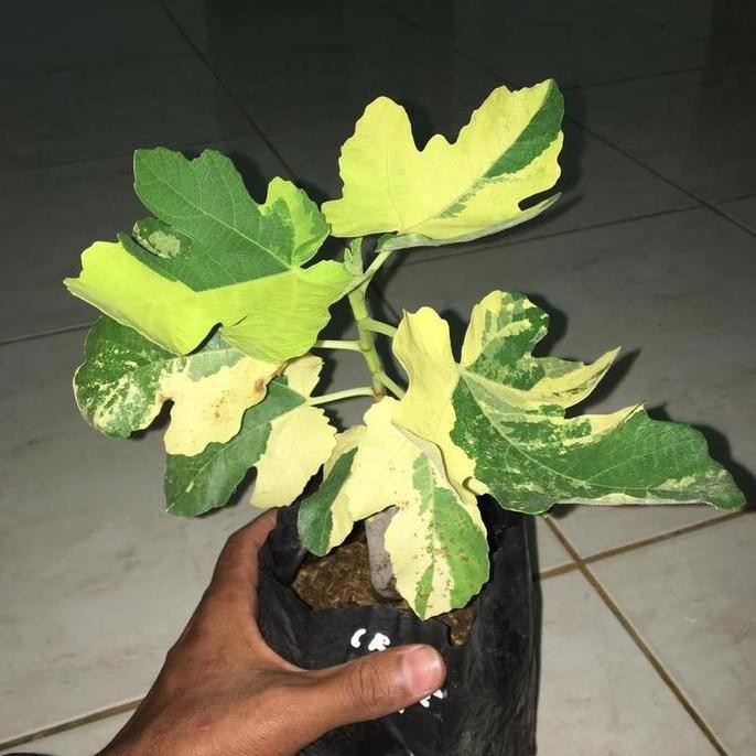 PREMIUM bibit buah tin JTV