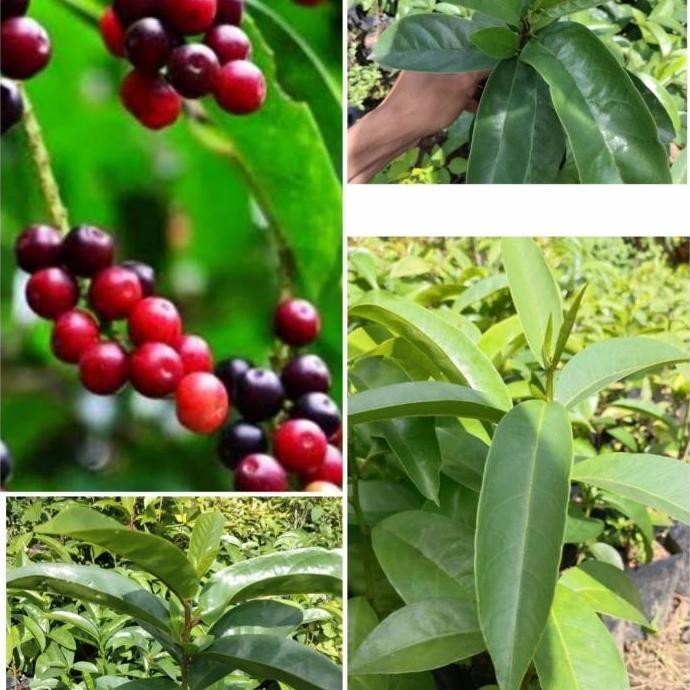 PREMIUM bibit pohon buah Buni huni/rujak SEGAR