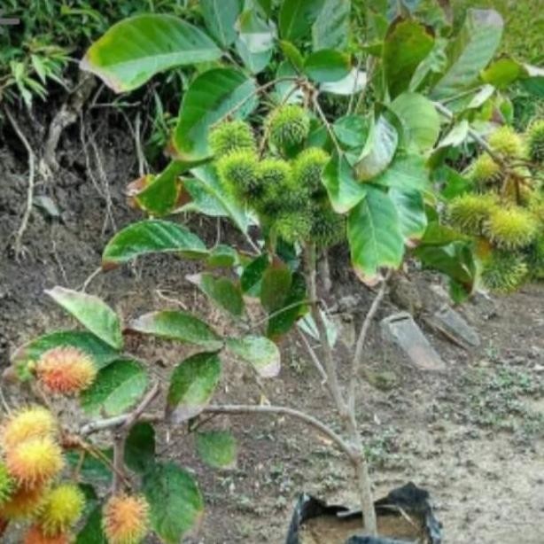 PREMIUM Bibit Tanaman Rambutan rapiah Sudah Berbuah/Berbunga-Bibit Buah