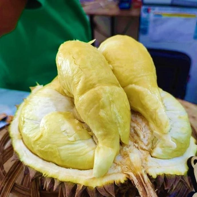 Bibit buah durian montong unggul jumbo - bibit tanaman durian Montong PREMIUM