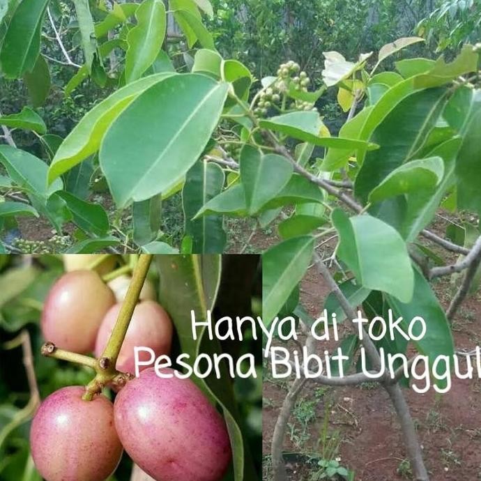 PREMIUM Bibit Buah Juwet Putih Berbunga | Jamblang Putih Kaya Manfaat
