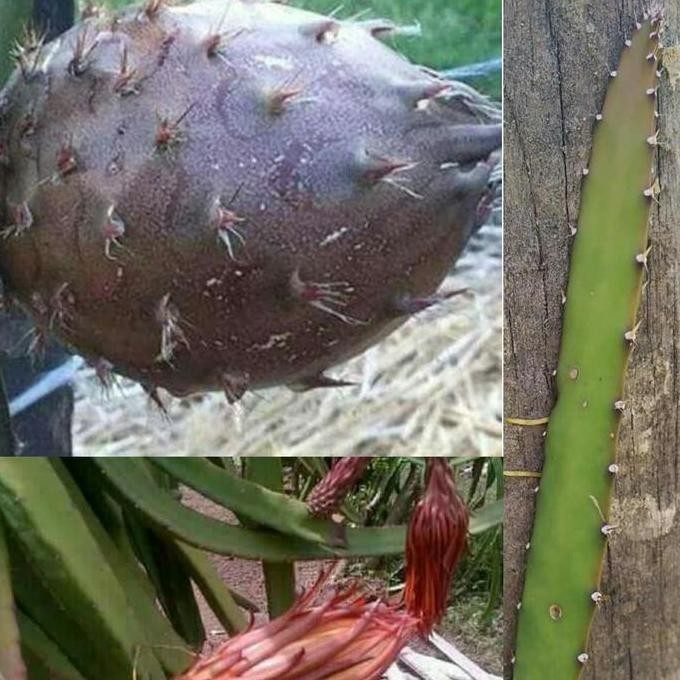 PREMIUM bibit buah naga hitam blac african