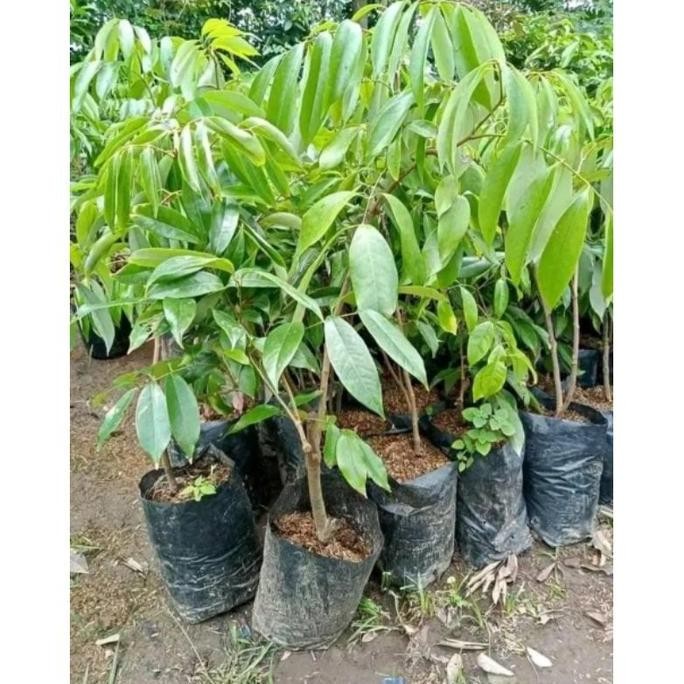 PREMIUM AGS13-bibit buah leci madu / leci hij madu, siap berbuah -