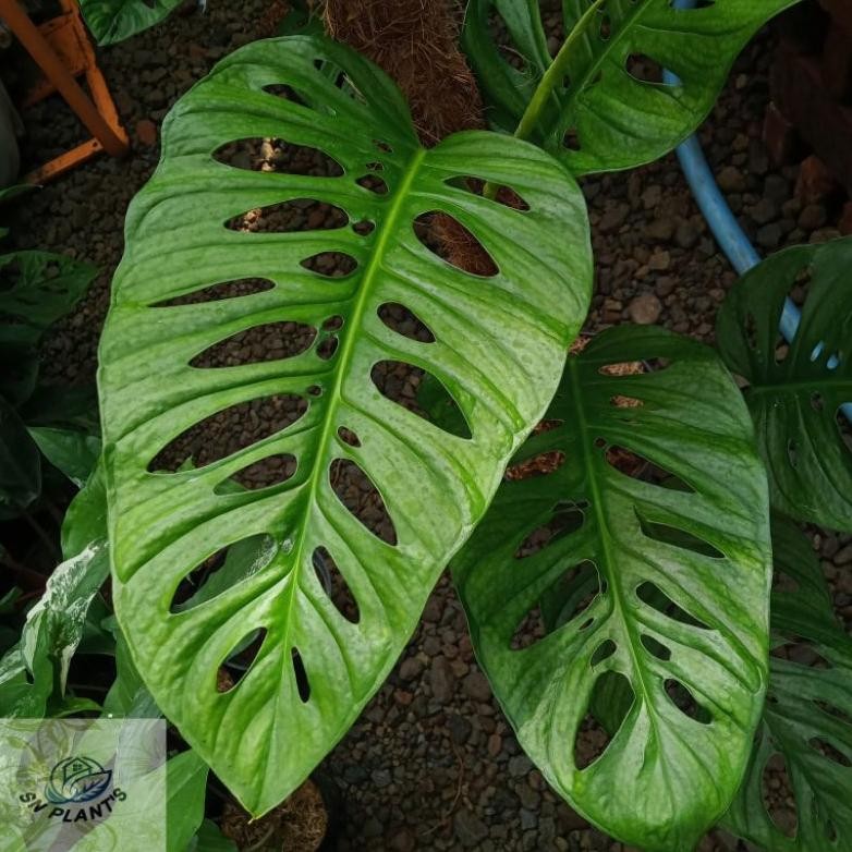Berkualitas Monstera Acuminata.(4-5-6 daun besar) MURAH