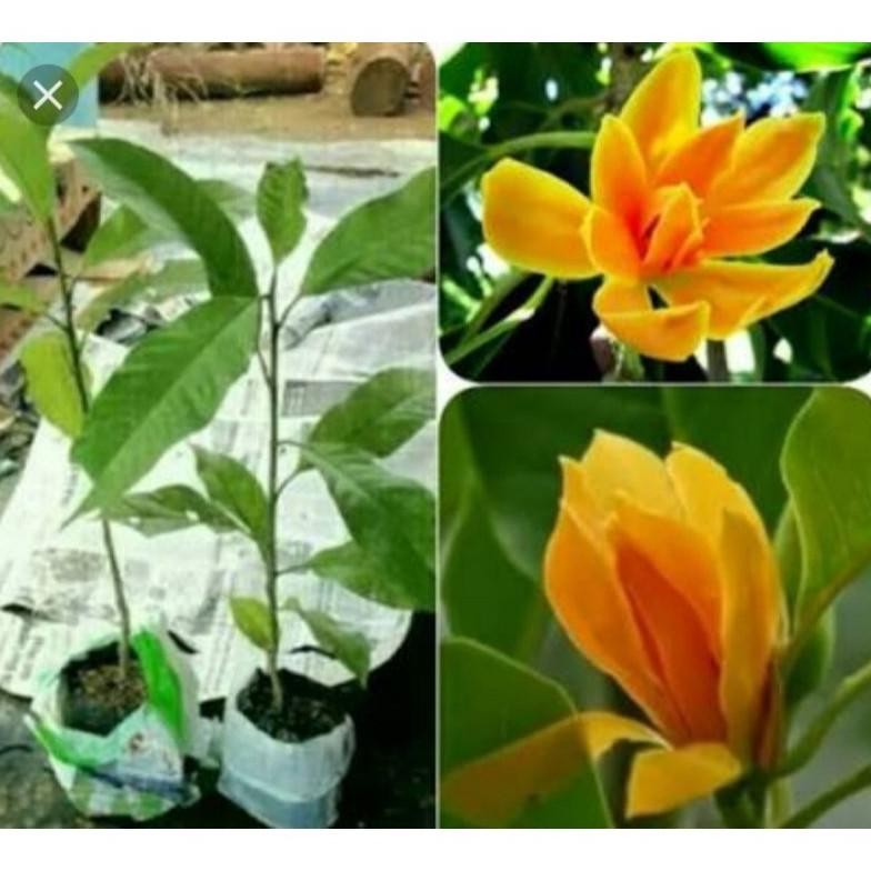 bibit kembang gading/kantil kuning MURAH