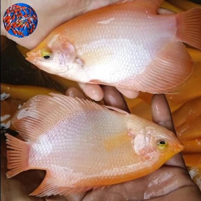 TERBARU BIBIT IKAN GURAME PADANG 5 JARI BENIH GURAME SIAP TEBAR