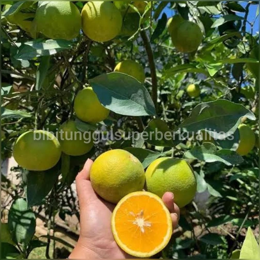 bibit tanaman jeruk baby Java sankis nevel madu berbuah MURAH