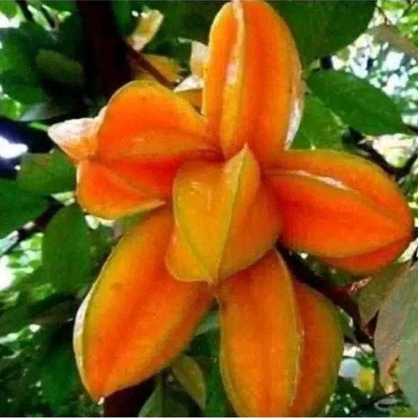 PREMIUM Bibit Blimbing Madu Pohon Tanaman Buah Di Dalam Pot