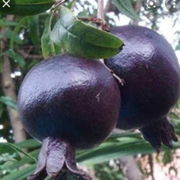 PREMIUM bibit tanaman buah delima hitam siap berbunga dan berbuah