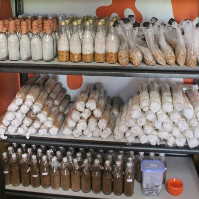 

F1 Jamur Kancing (Champignon) Kualitas Terbaik Harga Termurah