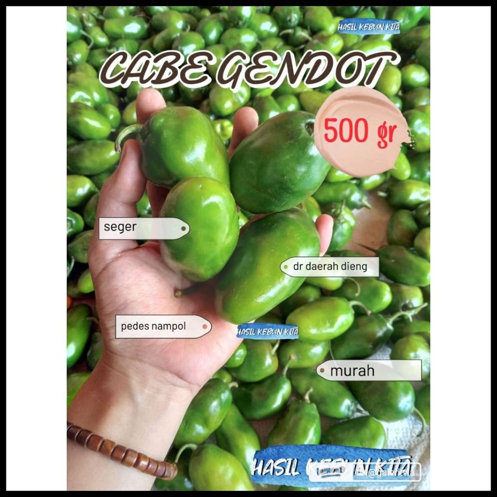 

CABAI GENDUT | CABE GENDOT SEGER MURAH 500 GRAM | CABE BENDOT HABANERO ASLI DIENG