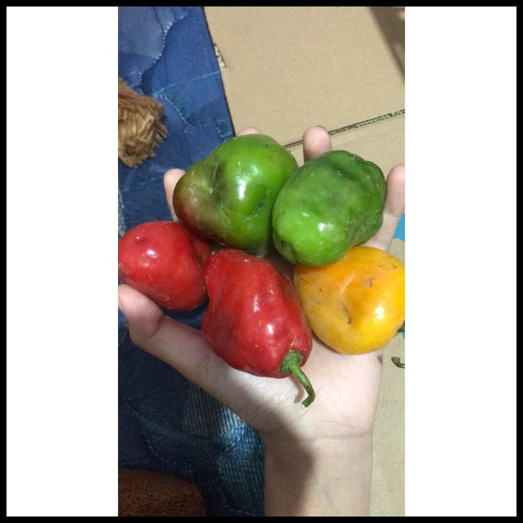 

CABE GENDOT DIENG (250 GRAM)