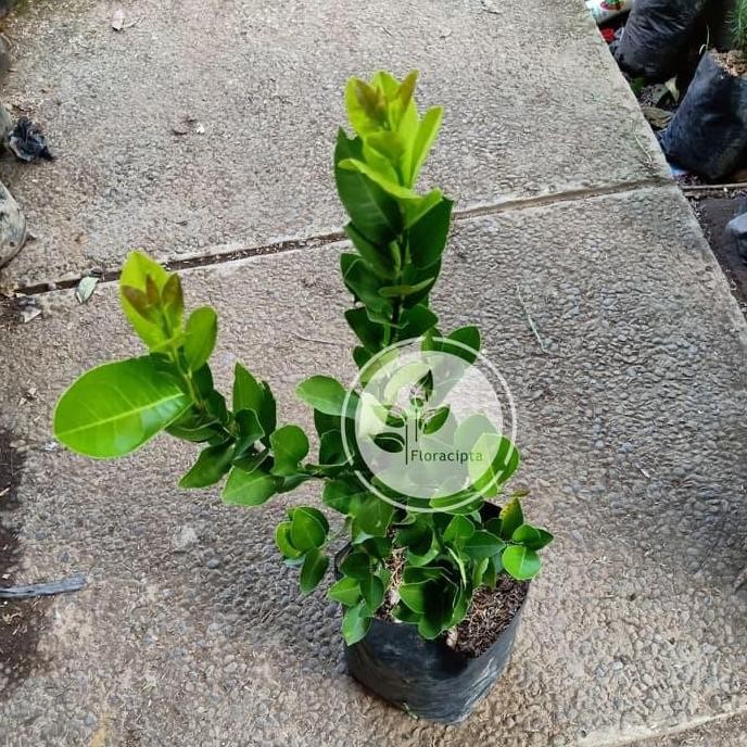 Bibit Jeruk Lemon Tea Pohon Jeruk Lemon Kuning Bibit Buah Jeruk Lemon VALID