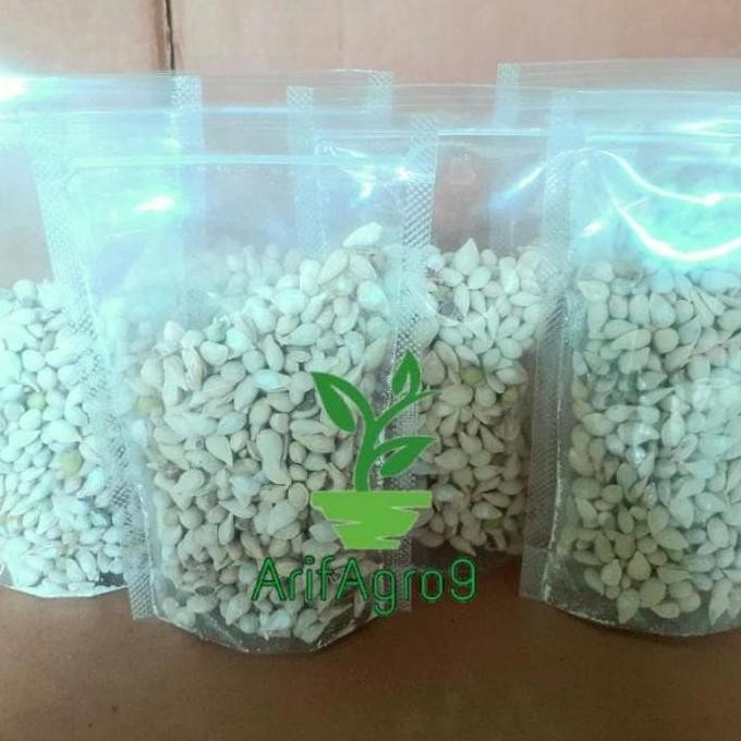 BIBIT TANAMAN BUAH JERUK BENIH JC TANAMAN BUAH JERUK UNGGUL MMMM VALID