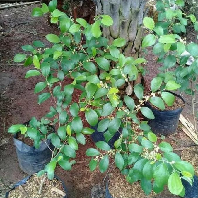 Bibit Tanaman Buah Apel Putsa/Pohon Buah Apel Putsa Siap Berbuah/Apel VALID