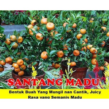 bibit buah buahan cangkok dalam pot jeruk santang madu berbuah VALID