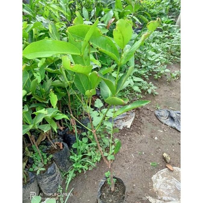 BIBIT JAMBU DALHARI MMMM VALID