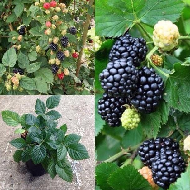 bibit buah blackberry MMMM VALID