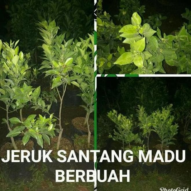 BIBIT JERUK SANTANG MADU ASLI BERBUAH BESAR HASIL CANGKOK POHON BUAH VALID