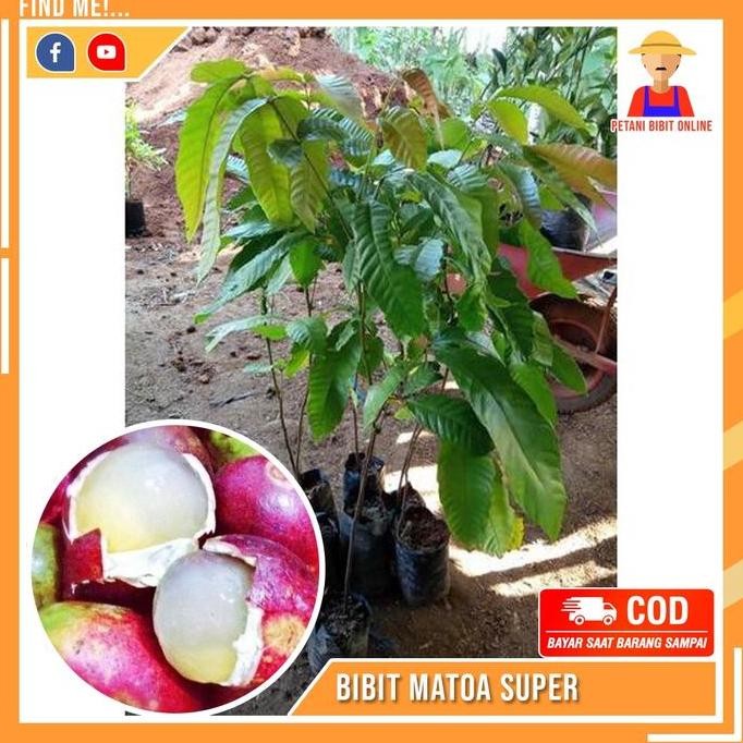 Bibit Buah Matoa Super Bibit Matoa Cepat Berbuah SUPER MMMM VALID