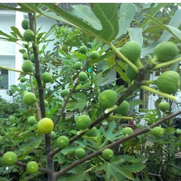 Bibit buah tin cangkok TENA sangat manis dan produktif SUPER MMMM VALID