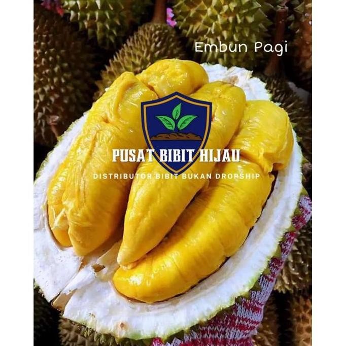 Bibit Buah Tanaman Durian Udang Merah Kaki 3 Super Okulasi Cepat VALID