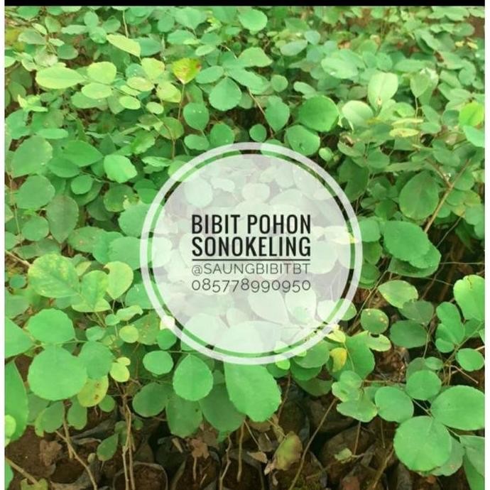 BIBIT POHON TANAMAN KAYU SONOKELING KAYU SANAKELING SUPER MMMM VALID