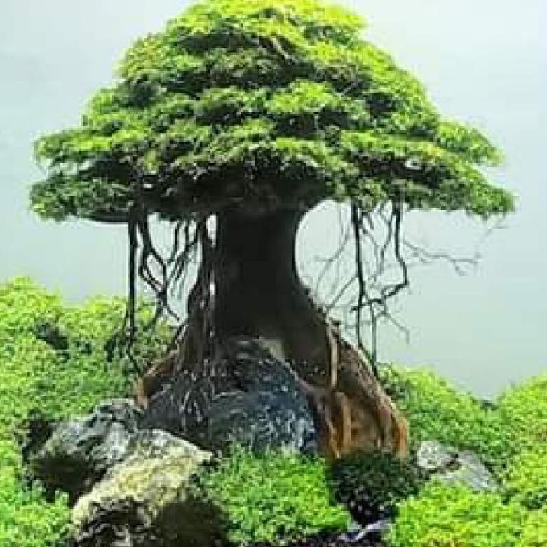 hiasan aquarium aquascape pohon bonsai umbrella include moss MURAH