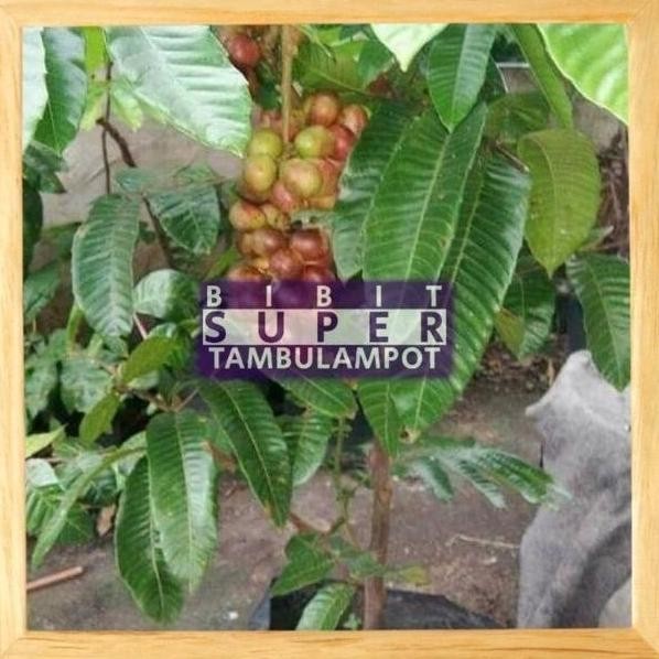 OBRAL Bibit Tanaman Buah Matoa Okulasi Stek TGBU1 ATZX