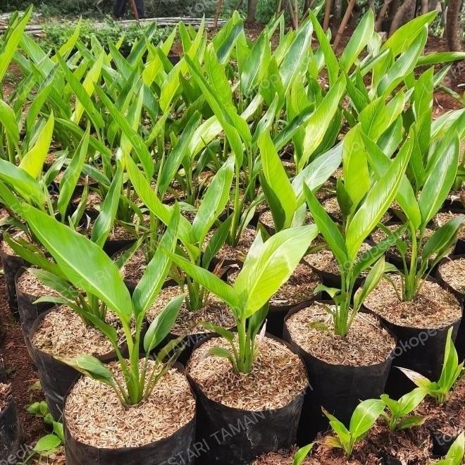 - TANAMAN HIAS PISANG KIPAS POHON PISANG KIPAS BIBIT POHON ATV