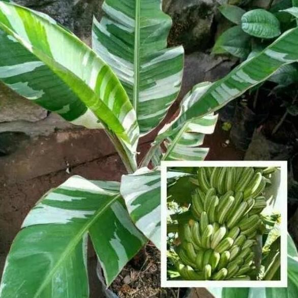 Bibit pisang variegata Musa variegata ATV