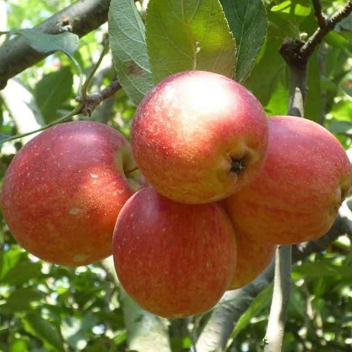 POHON Bibit Tanaman Buah Apel Anna Malang BISA COD