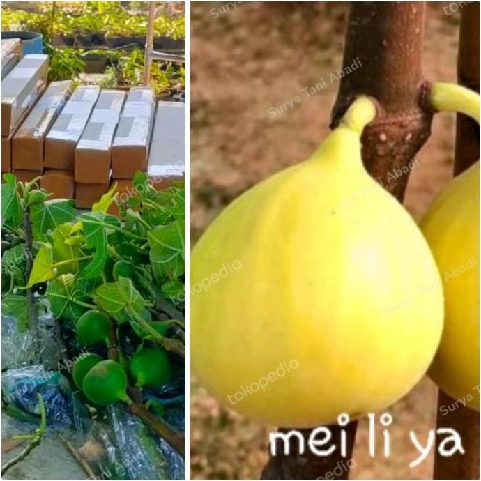 bibit buah tin / pohon Ara kuning jumbo produktif/mudah berbuah BISA COD