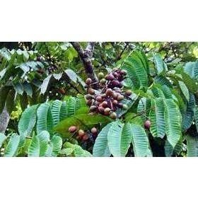 Bibit Matoa Pohon Matoa Bibit Buah Matoa Tanaman Matoa Siap Berbuah BISA COD