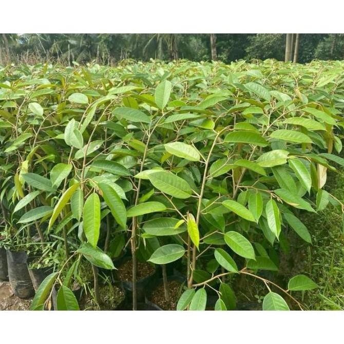 Bibit Buah Durian Bor Bisa Berbuah Pohon Pendek Bibit Hasil BEST BISA COD
