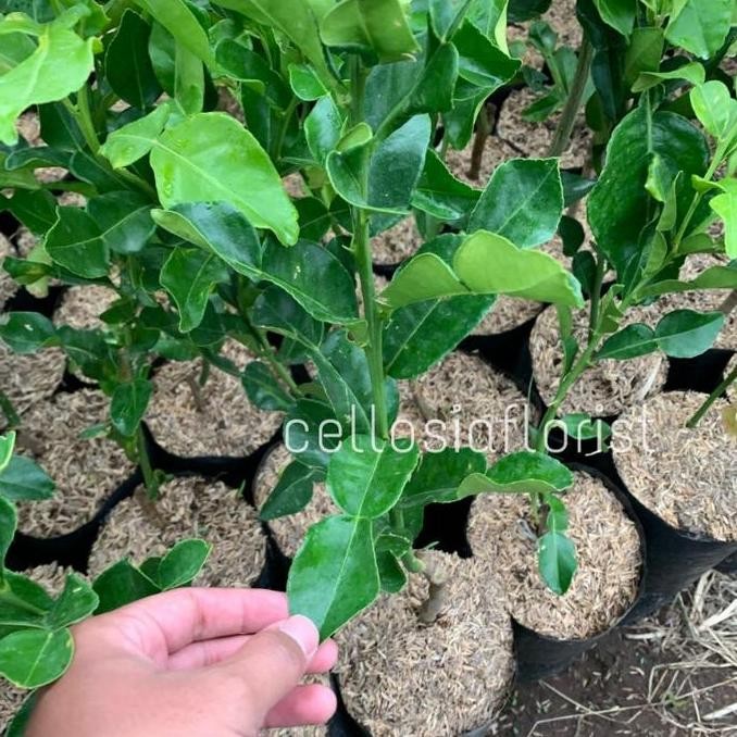 Bibit Tanaman Buah Jeruk Purut Okulasi Cepat Berbuah pohon hidup BISA COD