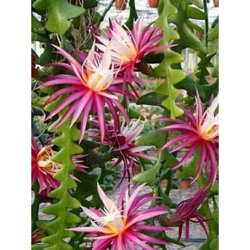 Tanaman Bunga wijaya kusuma keris - Tanaman hias wijaya kusuma keris