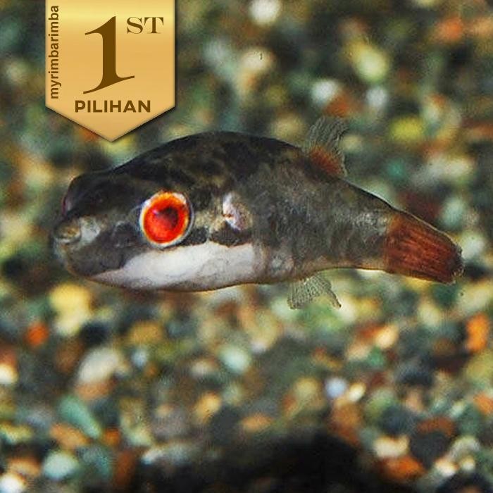 RA Mini Red Eye Puffer Fish Ikan Hias Aquascape Hiasan Aquarium Tanaman