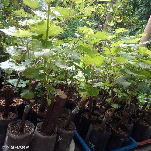 Bibit Anggur Jupiter Grafting - Anggur Impor Paling Genjah