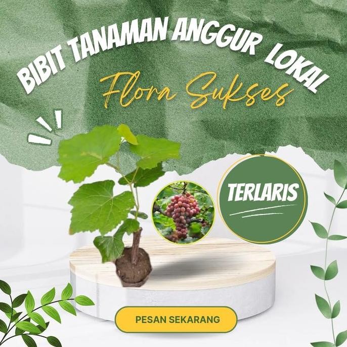 Bibit Anggur Merah Tanaman Anggur Pohon Anggur Merah